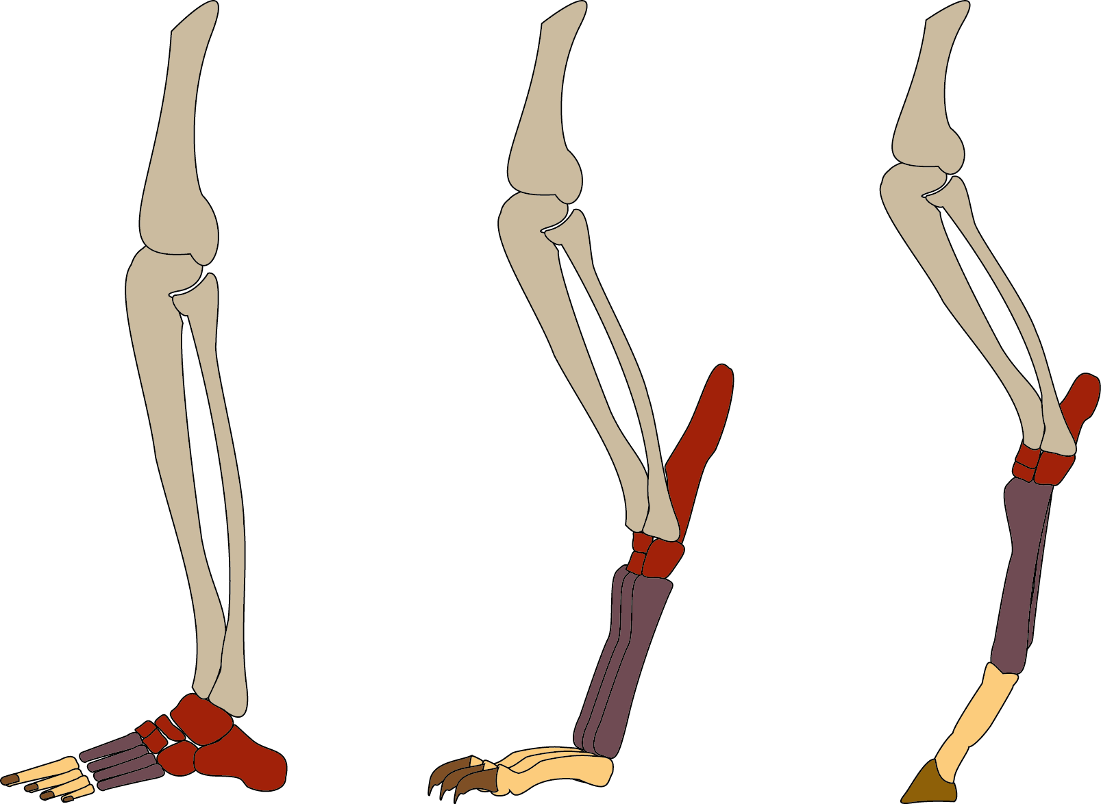 Les différents types de locomotions chez les amniotes — related to Alternative doctor